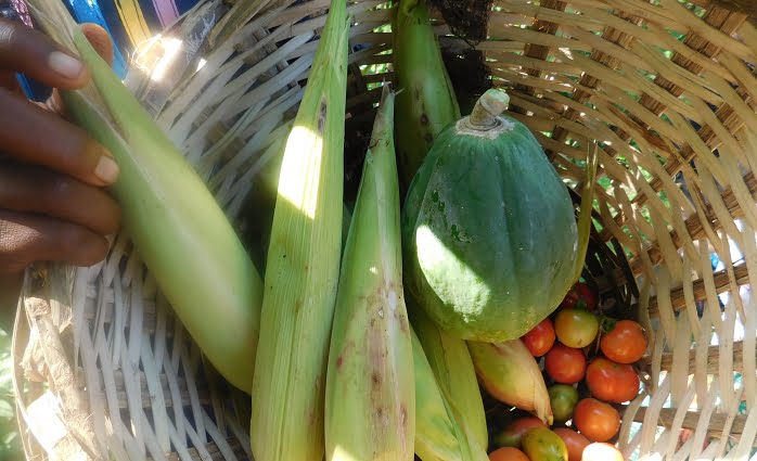 Food Security: Create a resilient agriculture strategy to fight climate change.