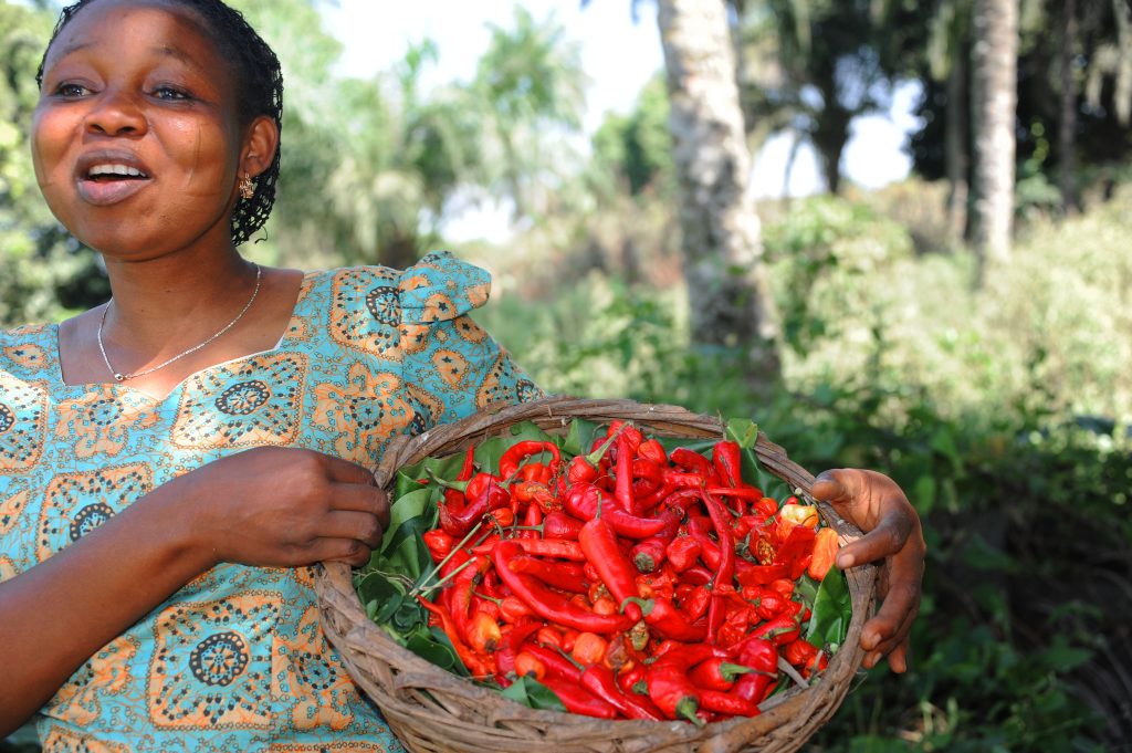 Generating income and food security via sustainable agriculture systems