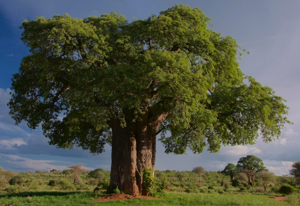Baobab: A Super Anti-oxidant with Super Flavor
