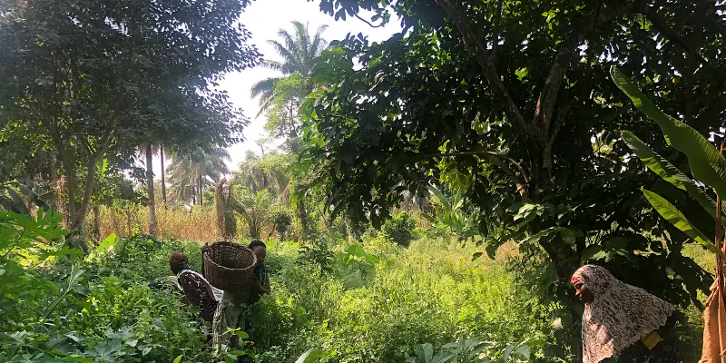 Agroforestry: How Ripples Women Are Protecting The Soil in Nigeria and Ghana