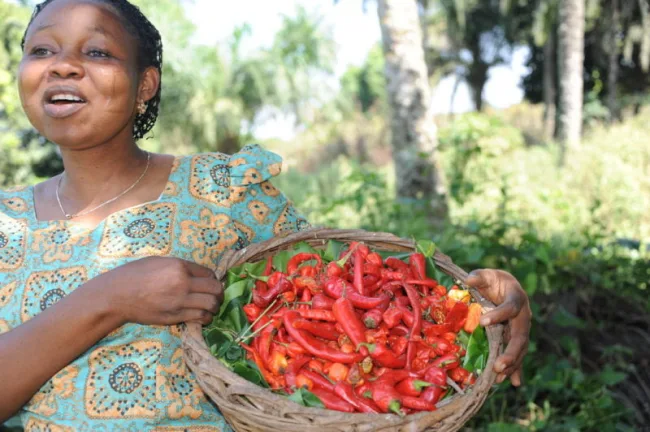 Meet the New Organic Spice Traders
Farmer owned – Bold Flavor– Expertly Curated